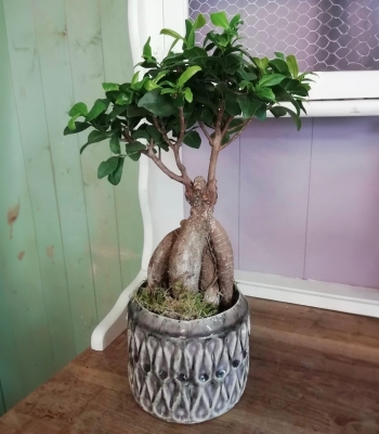 Ficus Ginseng