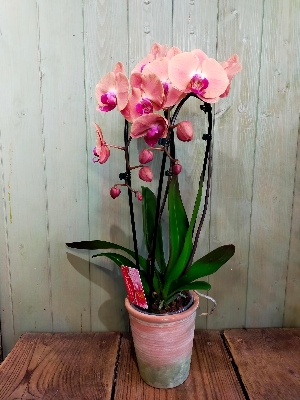 Peach Orchid