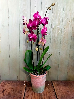 Cerise Orchid