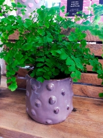 Maidenhair Fern