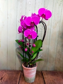 Purple Orchid